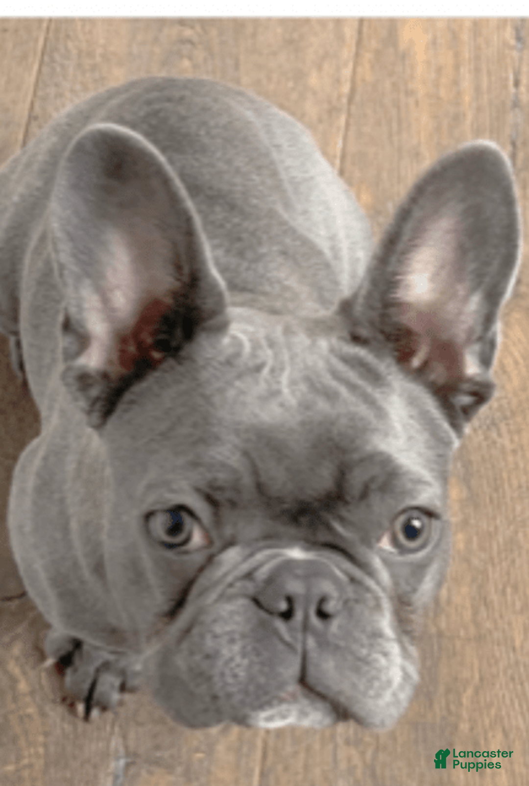 French Bulldog dogs for sale: Rose - Image 4