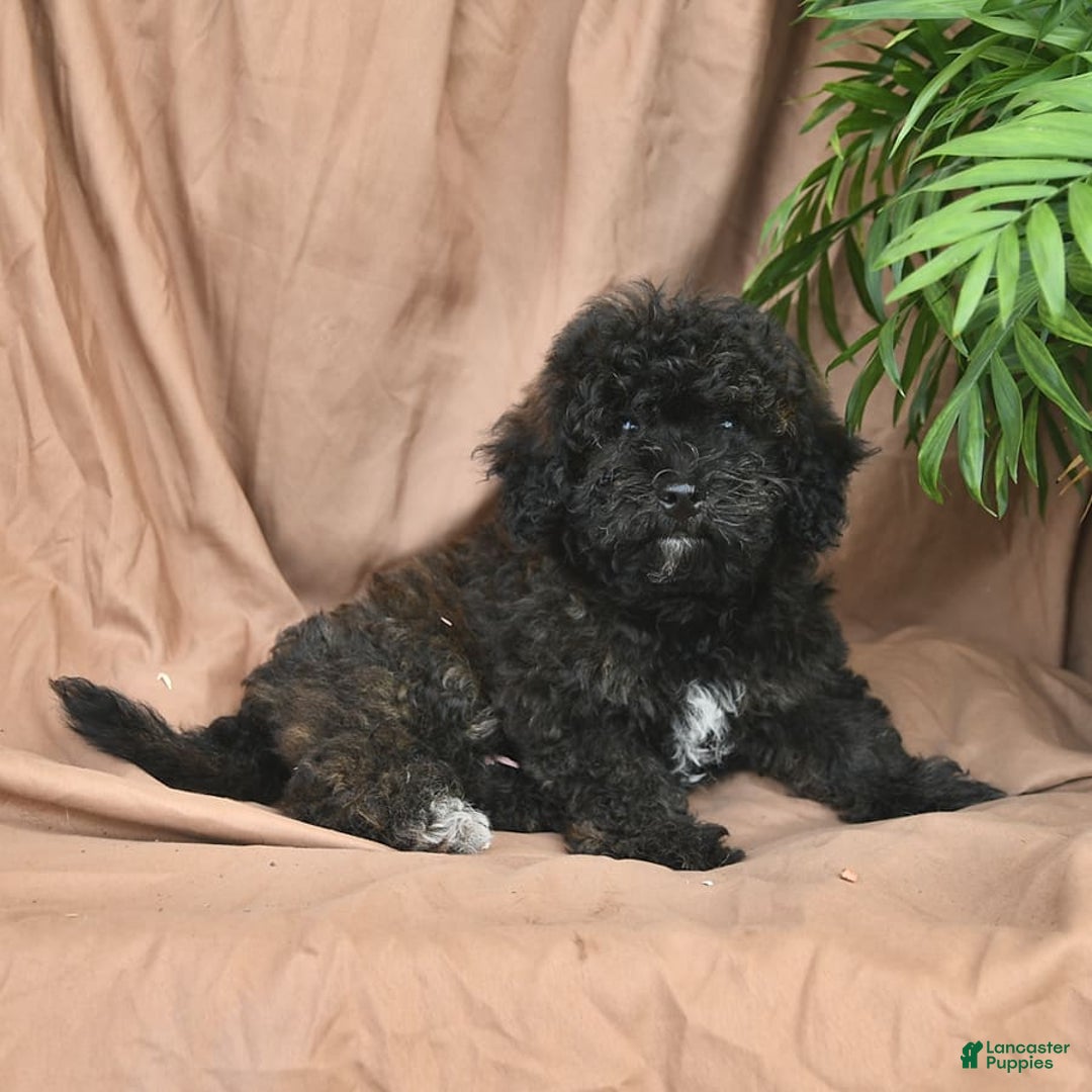 Bichpoo dogs for sale: Peppermint Patty - Image 7