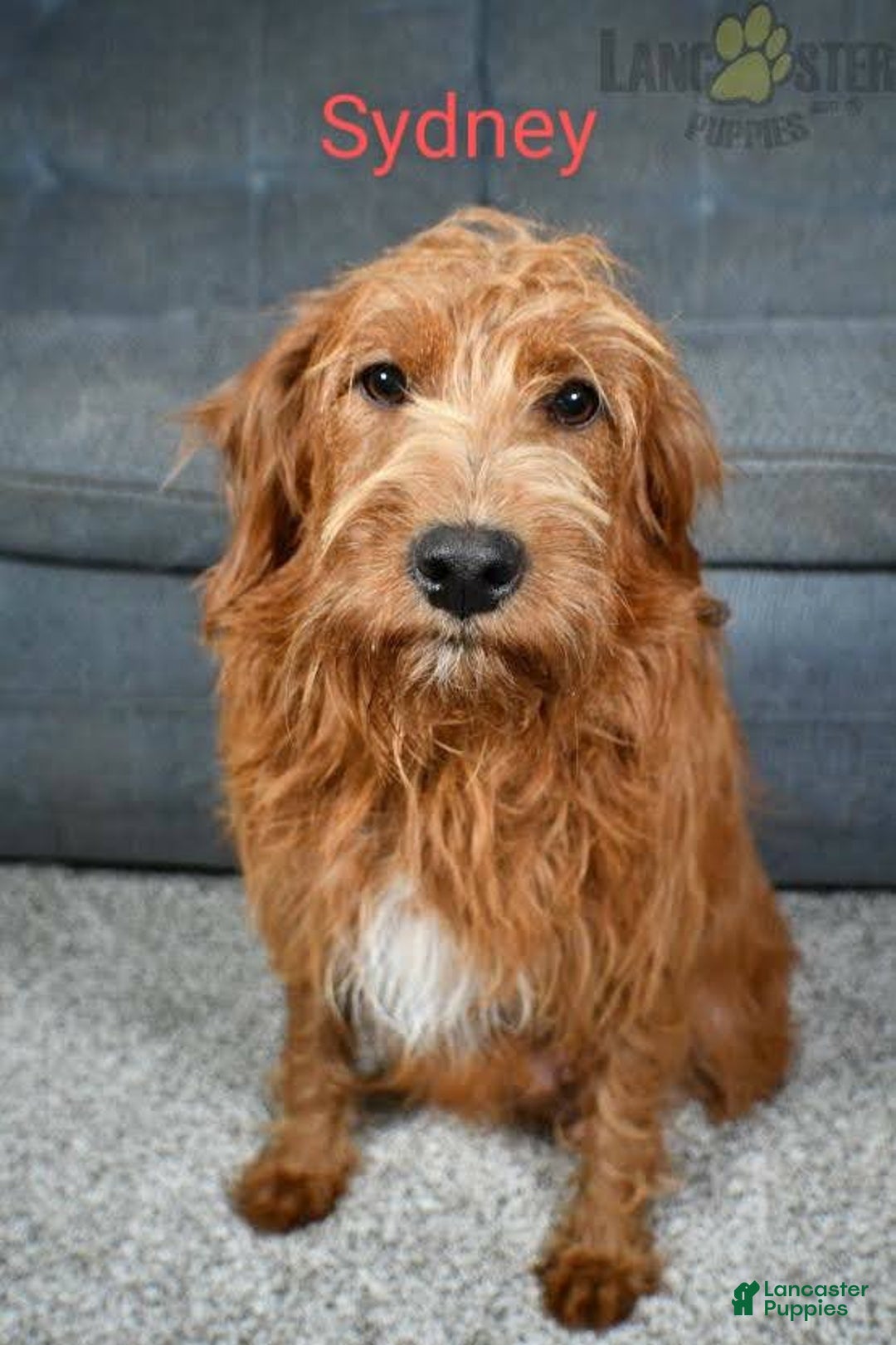  dogs for sale: Mia - Image 8