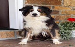 Australian Shepherd dogs for sale: Jasper - Image 6