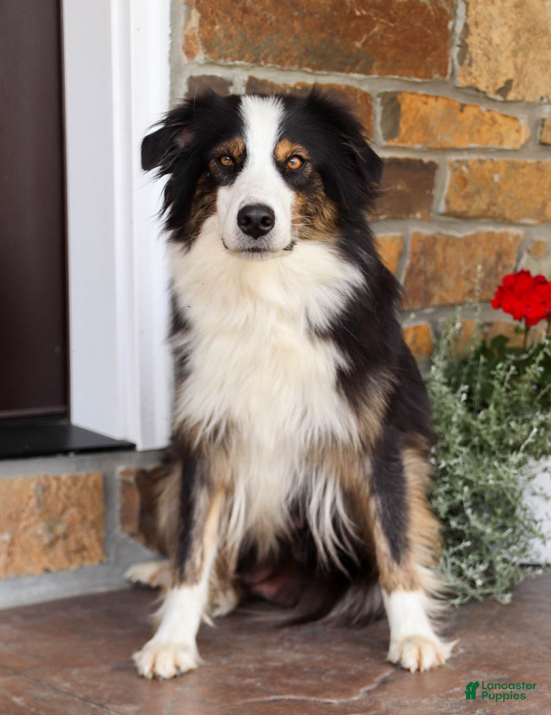 Australian Shepherd dogs for sale: Jasper - Image 6