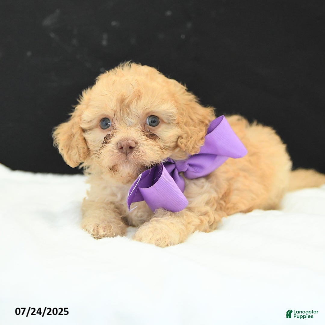 Cavapoo dogs for sale: Sweet Pea - Image 3