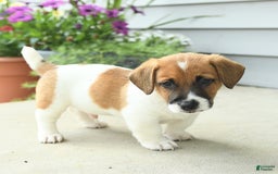 Jack Russell Terrier dogs for sale: Licorice - Image 10