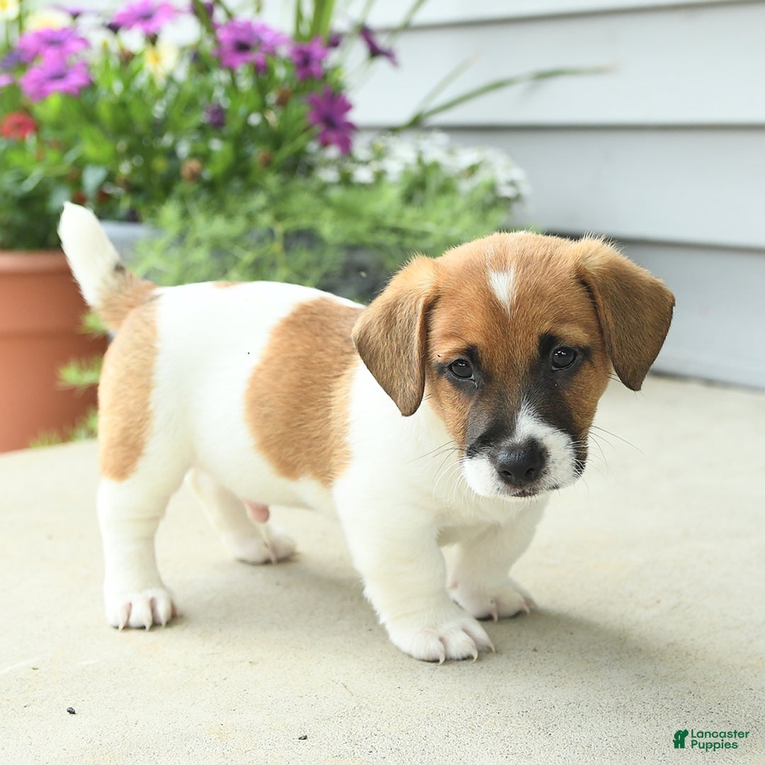 Jack Russell Terrier dogs for sale: Licorice - Image 10