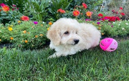 Doxiepoo dogs for sale: Darrin - Image 10