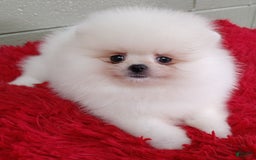 Pomeranian dogs for sale: Blizzard - Image 2