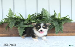 Welsh Corgi Pembroke dogs for sale: Miley - Image 1