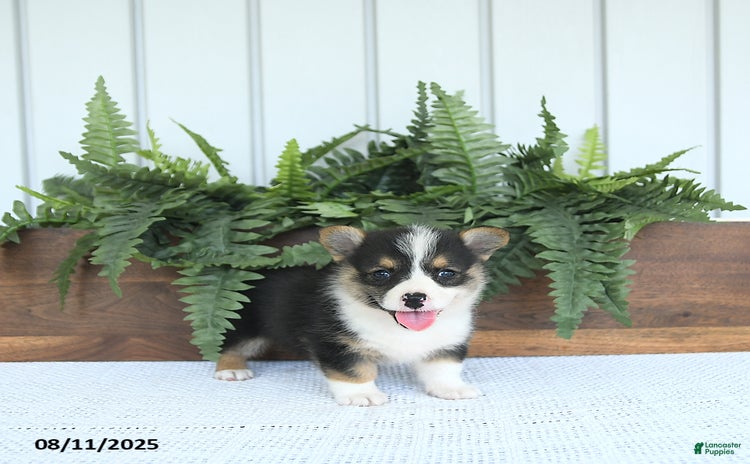 Welsh Corgi Pembroke dogs for sale - Ad 2