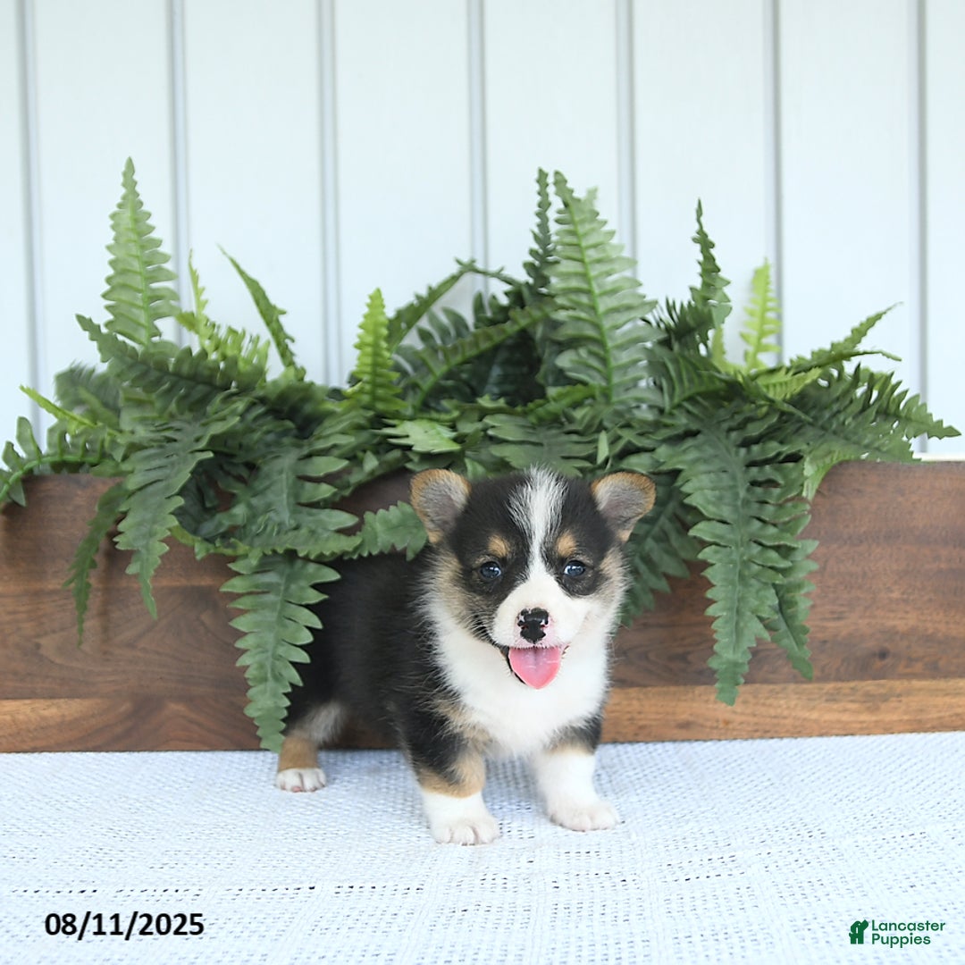 Welsh Corgi Pembroke dogs for sale: Miley - Image 1