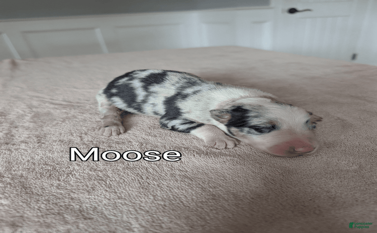Border Collie dogs for sale - Ad 3
