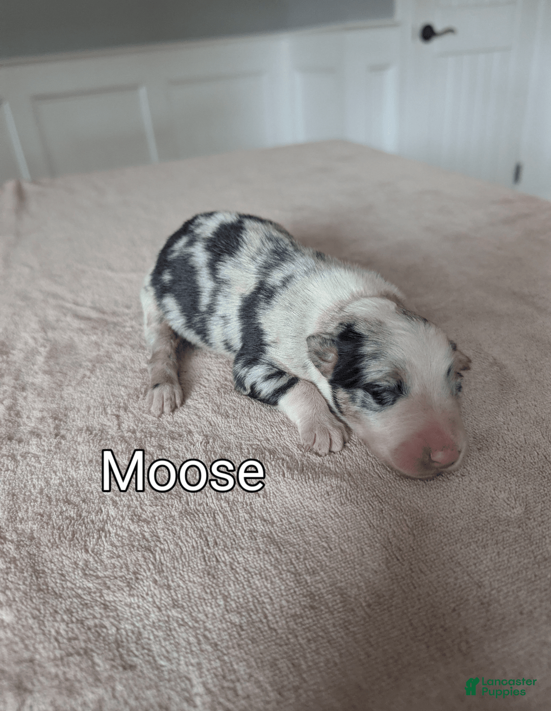 Border Collie dogs for sale: Moose - Image 1