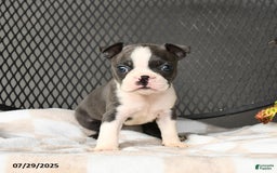Boston Terrier dogs for sale: Jade - Image 2
