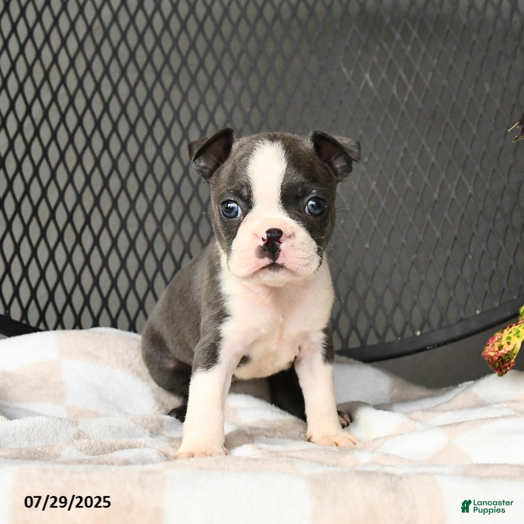 Boston Terrier dogs for sale: Jade - Image 2