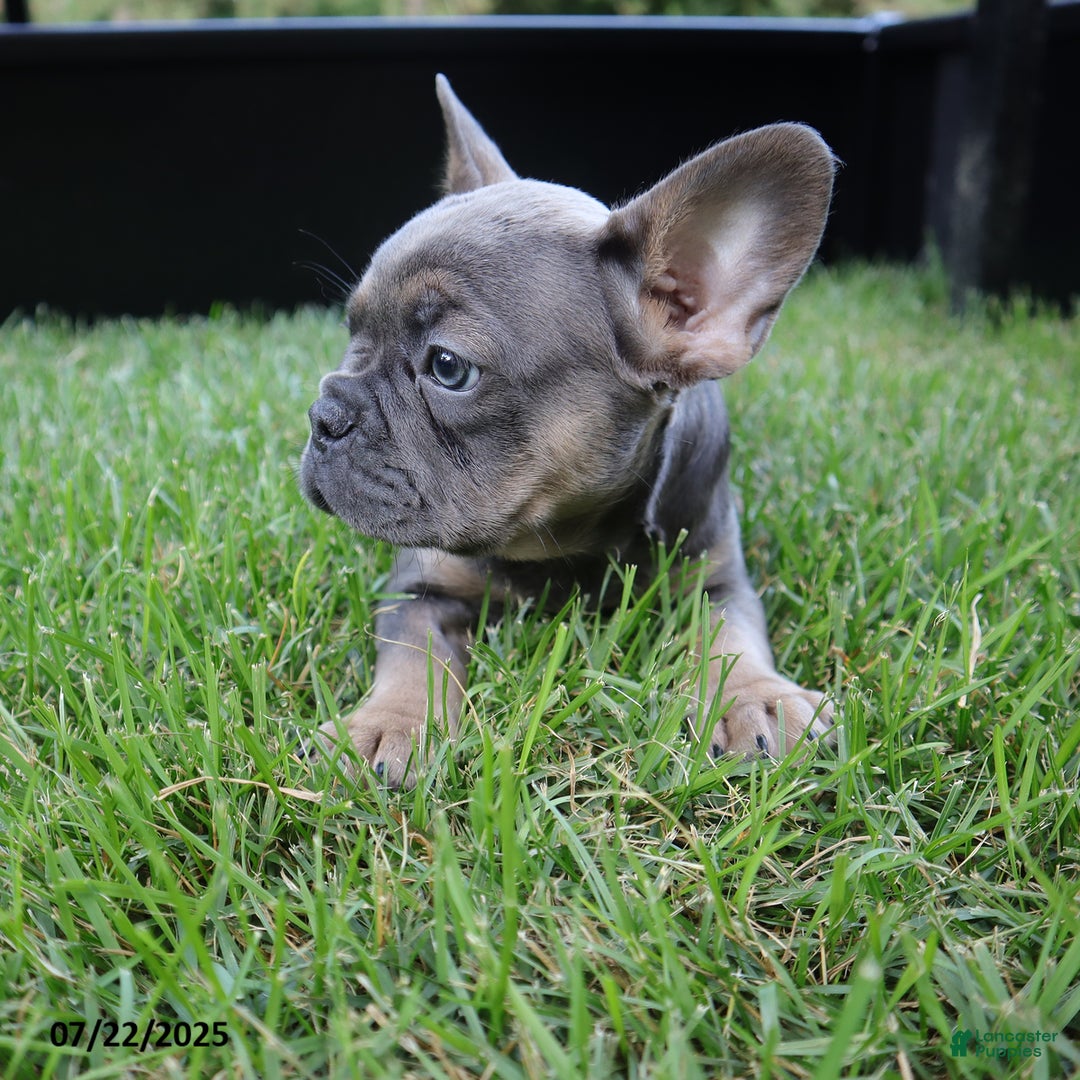 French Bulldog dogs for sale: Rose - Image 4