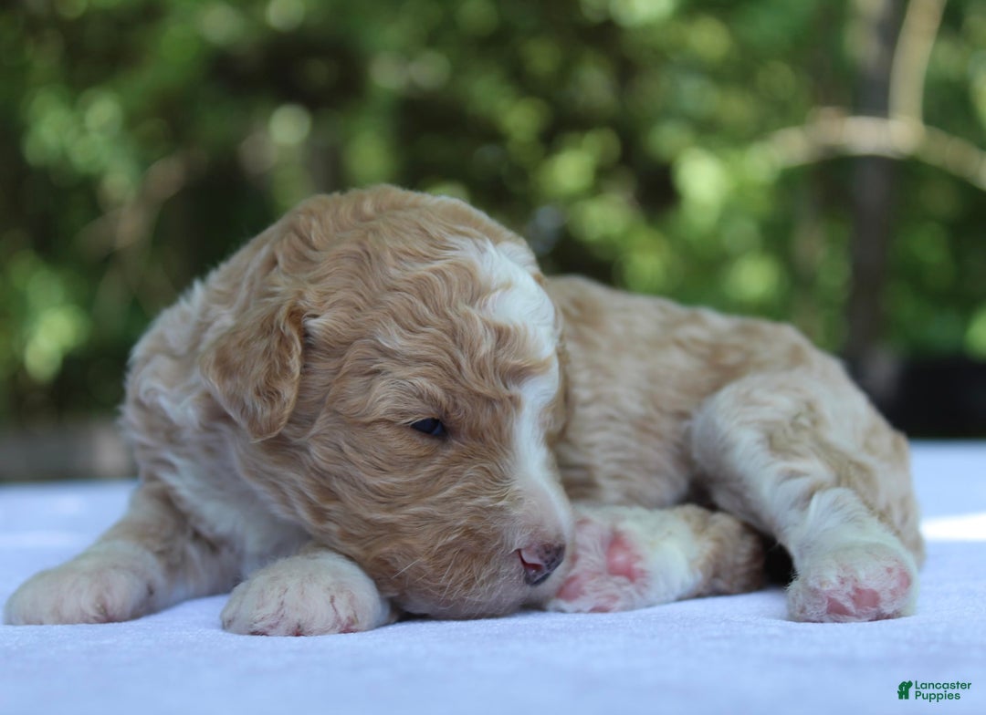 Standard Poodle dogs for sale: London Moyen - Image 5