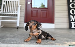 Miniature Dachshund dogs for sale: Shela - Image 1