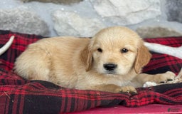 Golden Retriever dogs for sale: Shane - Image 3