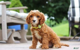 Cavapoo dogs for sale: Bean - Image 7