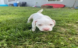 American Pit Bull Terrier dogs for sale: Oso - Image 2