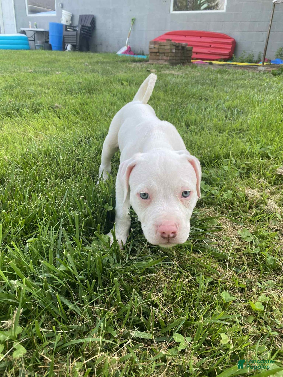 American Pit Bull Terrier dogs for sale: Oso - Image 2