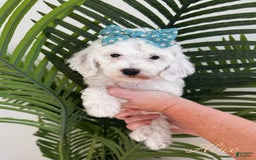 Mini Goldendoodle dogs for sale: Petite Alice - Image 15