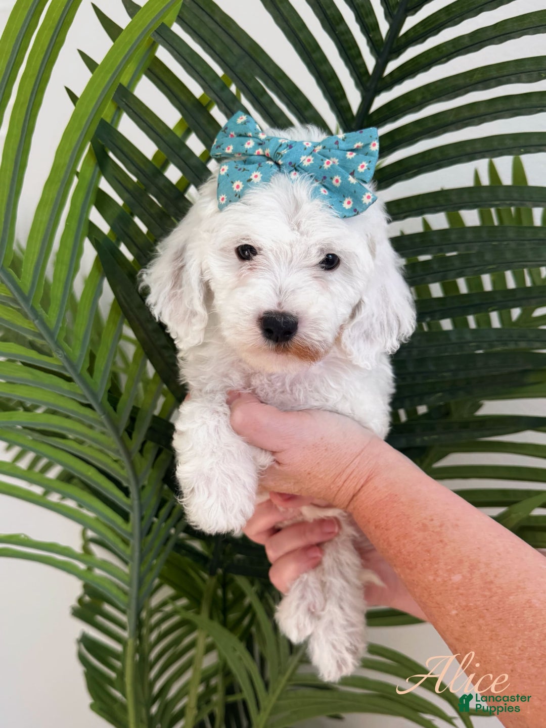 Mini Goldendoodle dogs for sale: Petite Alice - Image 15