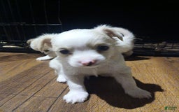 Chihuahua dogs for sale: Fluffy white Puppies - Image 3