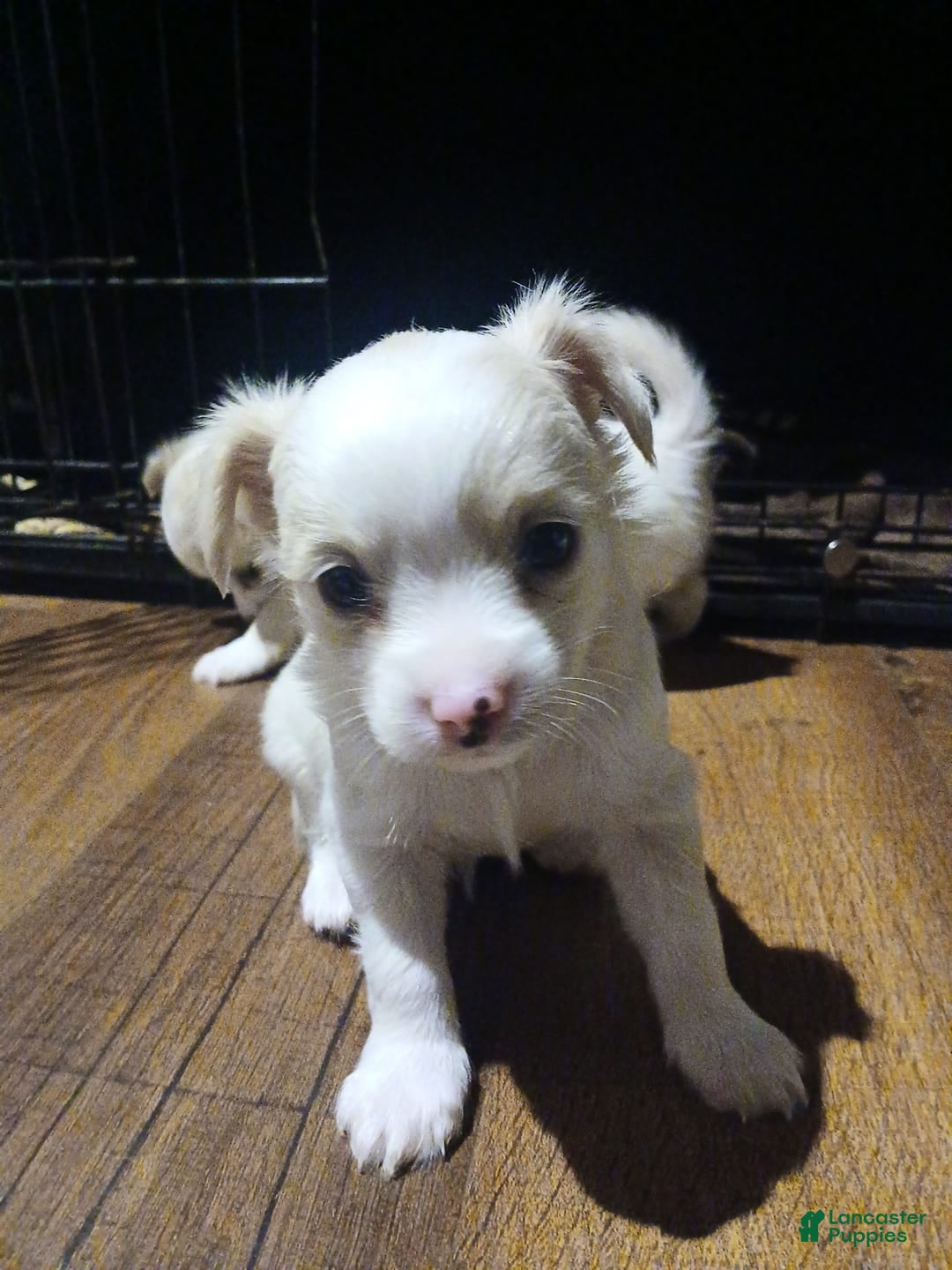 Chihuahua dogs for sale: Fluffy white Puppies - Image 3
