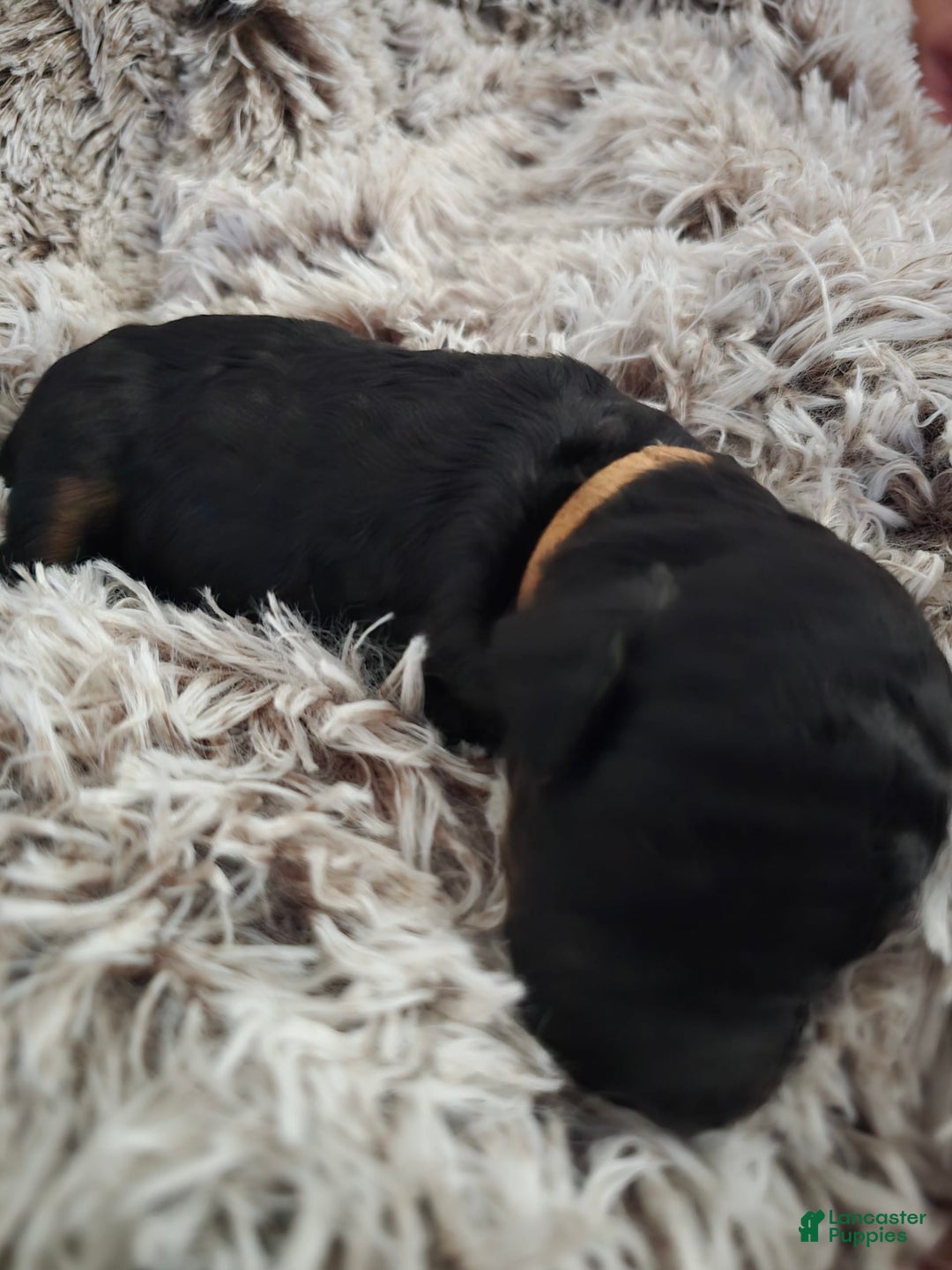 Labradoodle dogs for sale: Brownie - Image 1