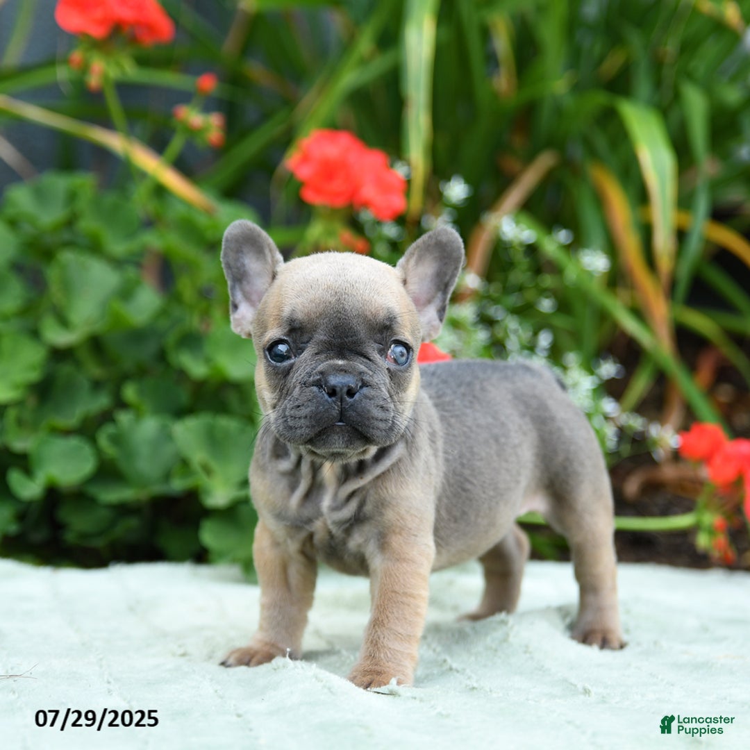French Bulldog dogs for sale: Bazel - Image 3