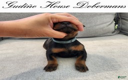 Doberman Pinscher dogs for sale: Blue Collar Female - Image 12