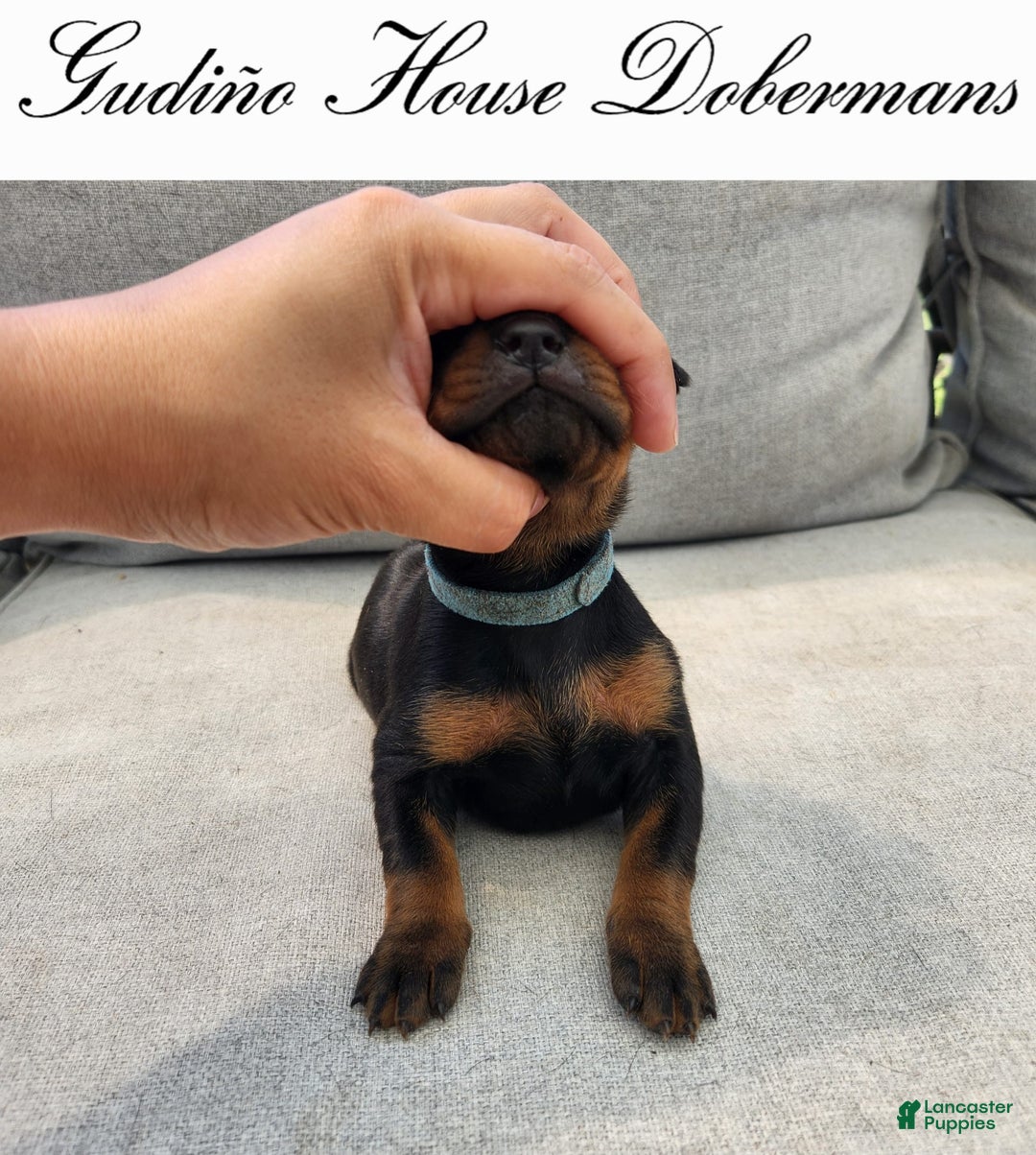 Doberman Pinscher dogs for sale: Blue Collar Female - Image 12