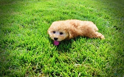 Havapoo dogs for sale: Ember - Image 3