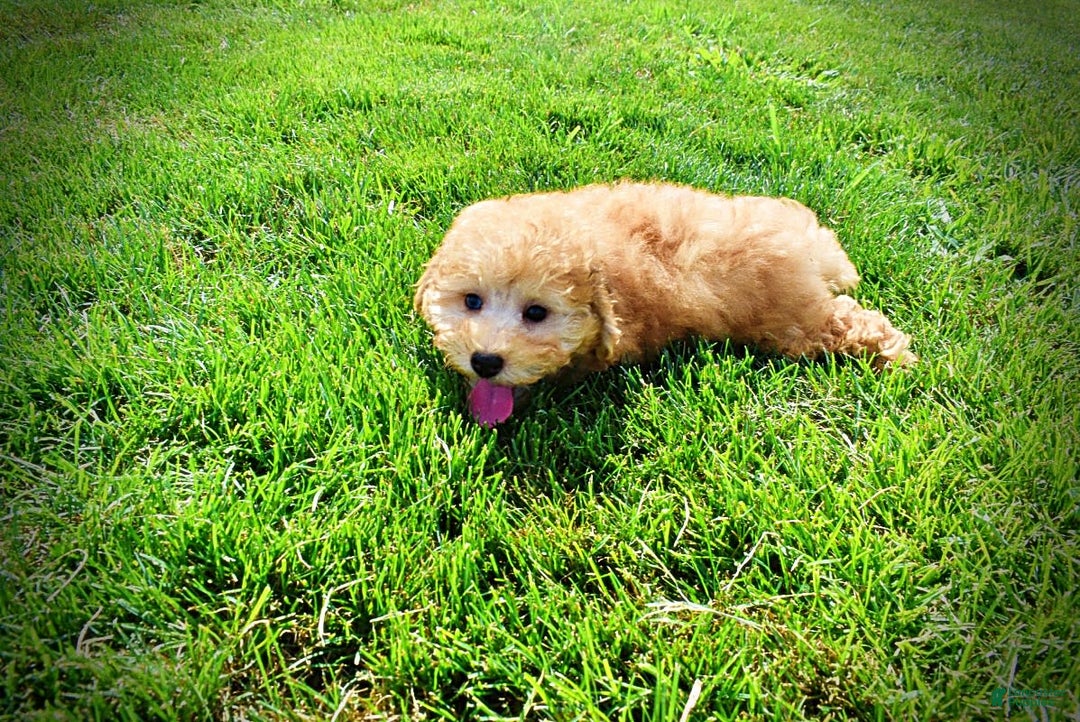 Havapoo dogs for sale: Ember - Image 3