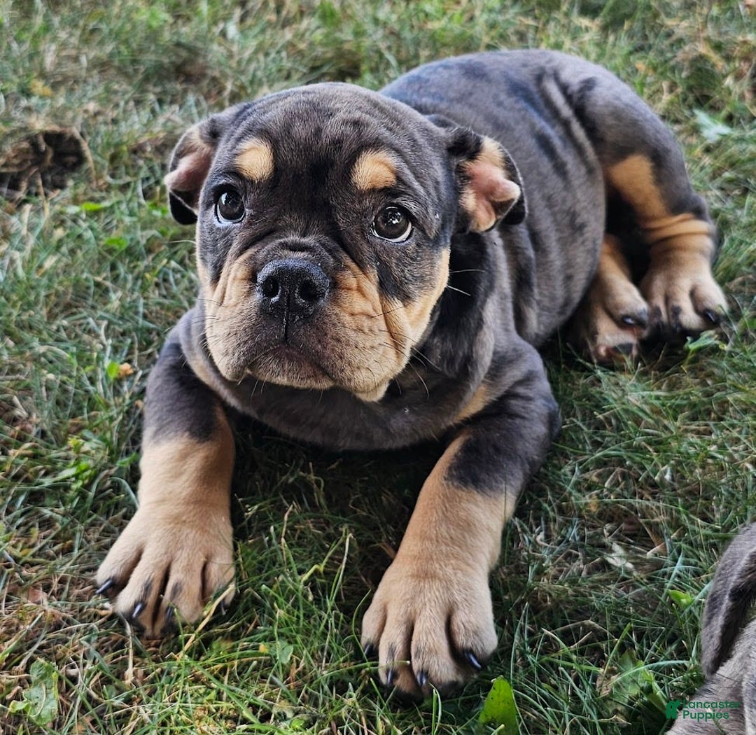 English Bulldog dogs for sale: Lava Frilly - Image 5