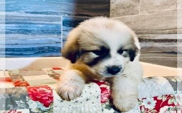 Great Pyrenees dogs for sale: Alan - Image 1