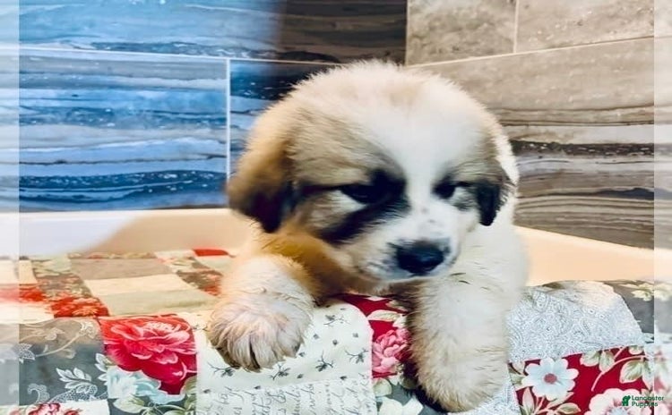 Great Pyrenees dogs for sale - Ad 2