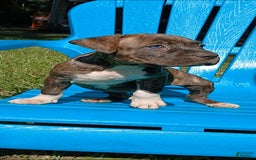 American Pit Bull Terrier dogs for sale: Guage - Image 15