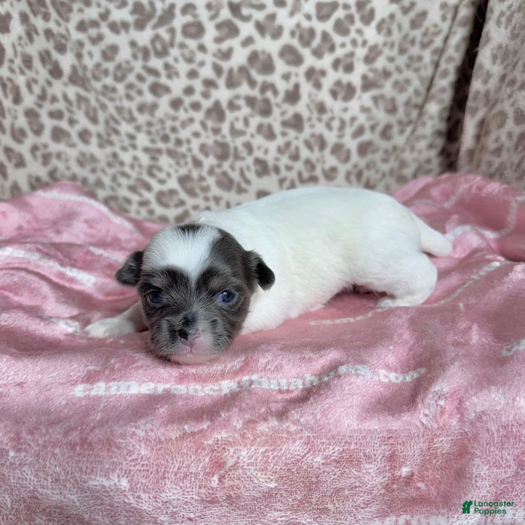 Chihuahua dogs for sale: Blue Sky Long Coat - Image 1