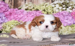Cavalier King Charles Spaniel dogs for sale: Victor - Image 1