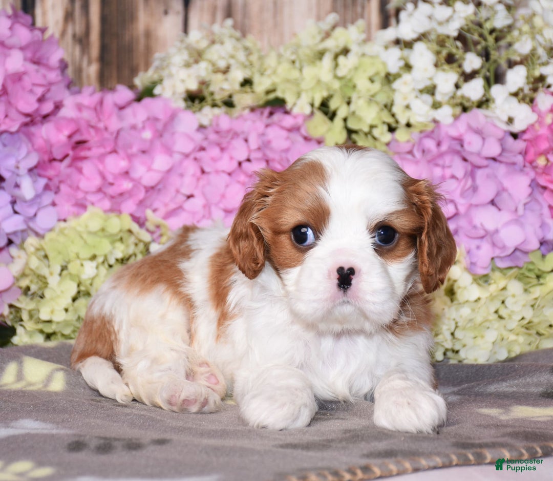 Cavalier King Charles Spaniel dogs for sale: Victor - Image 1