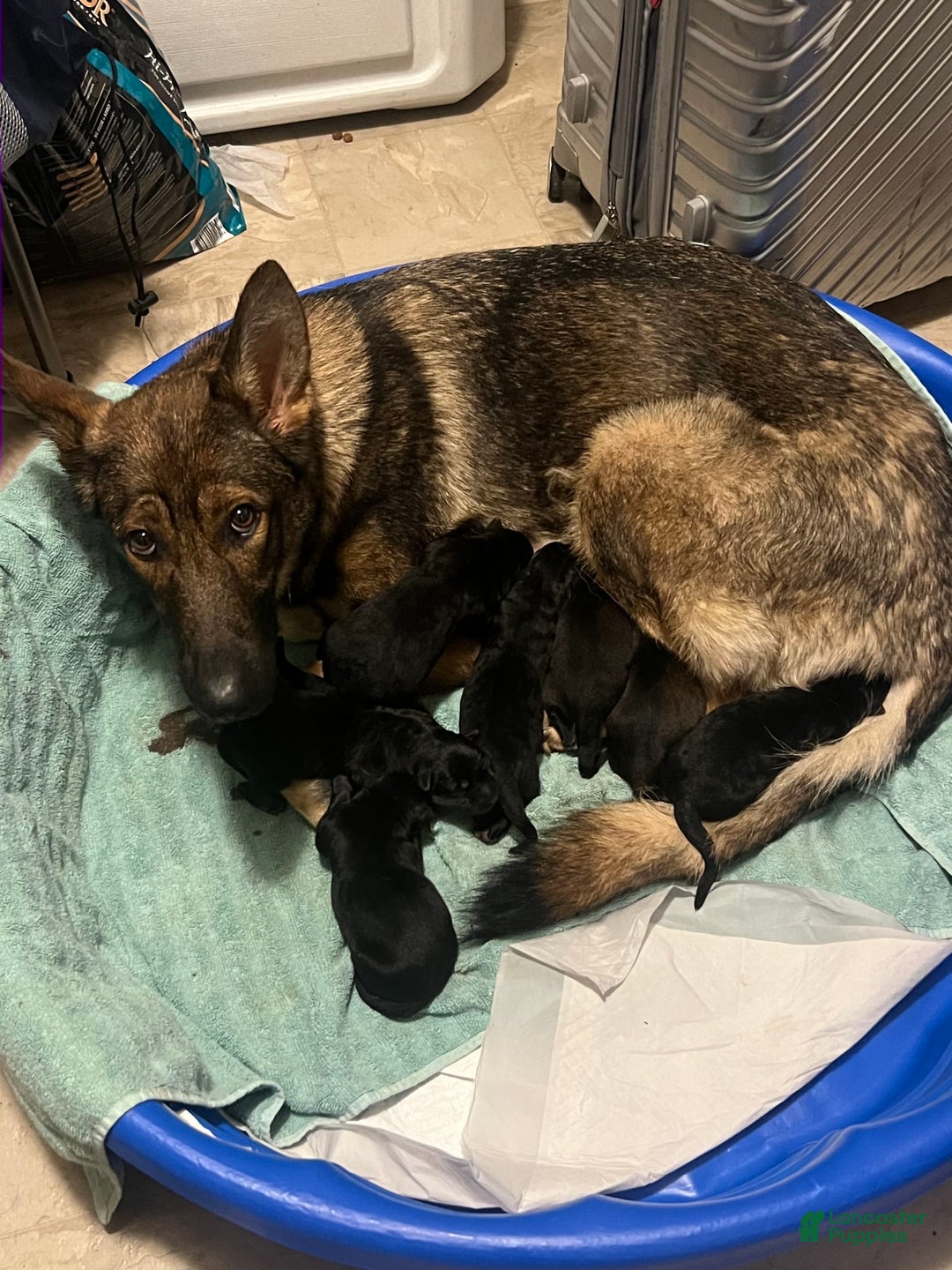 German Shepherd dogs for sale: Juliet - Image 2