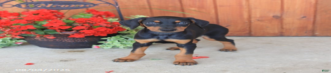 Duchess