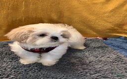 Shih Tzu dogs for sale: Mystical - Image 8