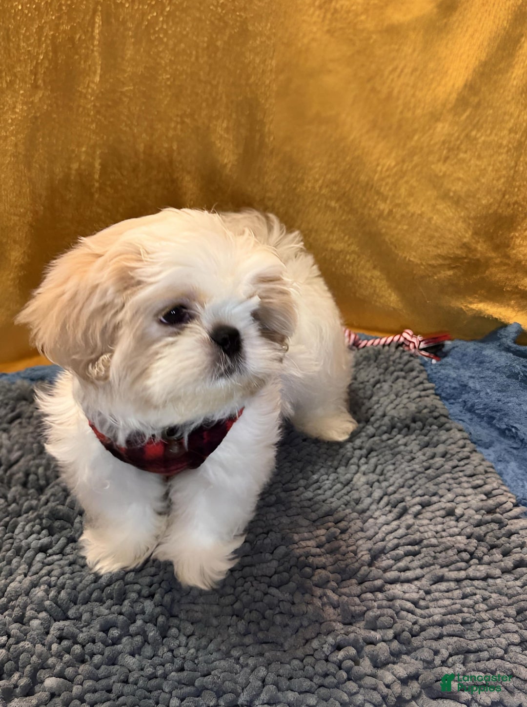 Shih Tzu dogs for sale: Mystical - Image 8