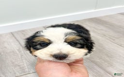 Mini Bernedoodle dogs for sale: Amelia - Image 6