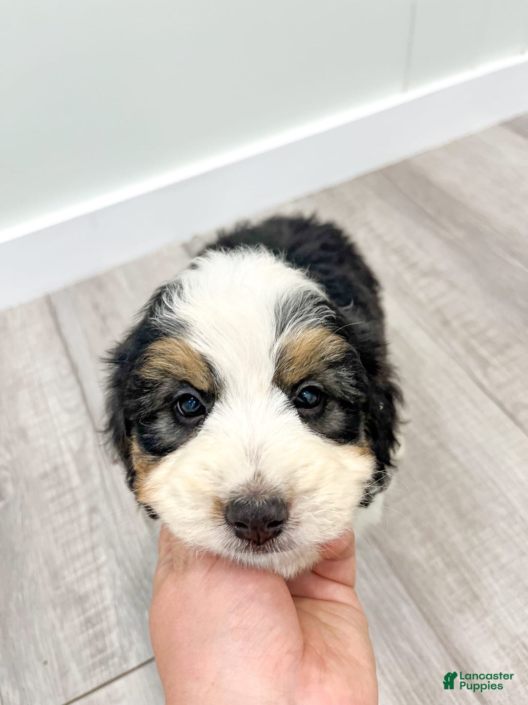 Mini Bernedoodle dogs for sale: Amelia - Image 6