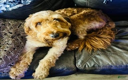 Goldendoodle dogs for sale: Ares - Image 4
