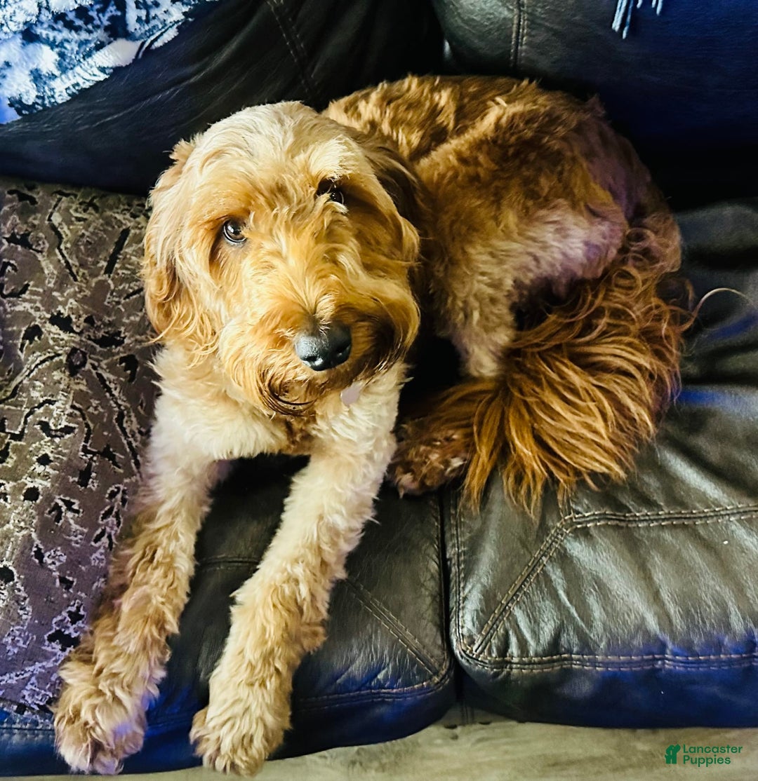 Goldendoodle dogs for sale: Ares - Image 4