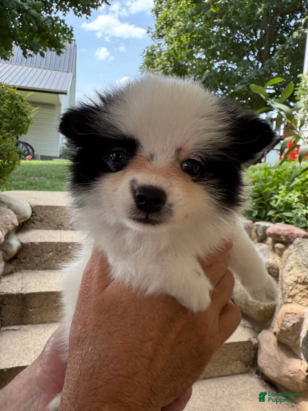 Pomeranian dogs for sale: Bear - Image 15